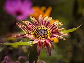 sunflower by Rob Boon