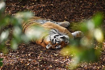 Slapende tijger van Alia Maximus