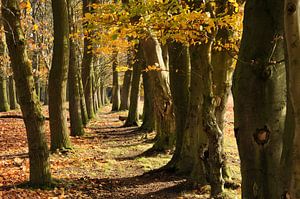 Plantage Willem III