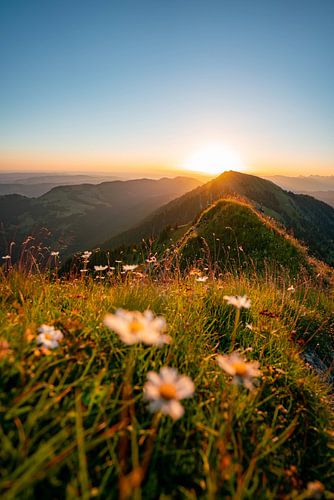 Bloemrijke zonsopgang op de Hochgrat met uitzicht op de Rindalphorn