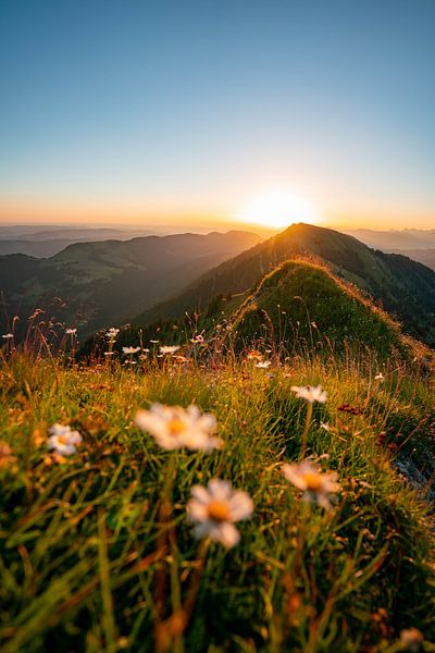 Flowery sunrise on the Hochgrat with view of the Rindalphorn by Leo Schindzielorz
