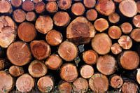 Stacking logs