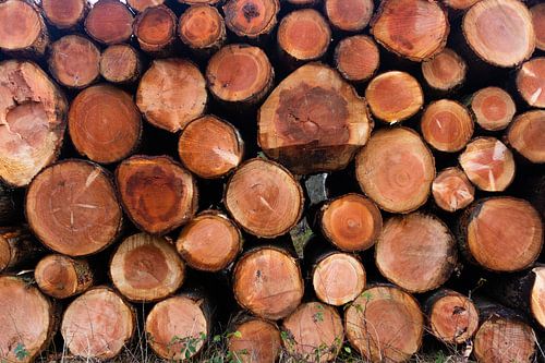 Stapel Boomstammen