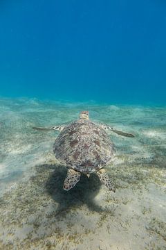 Zwemmende zeeschildpad, Egypte van Daniëlle van der meule