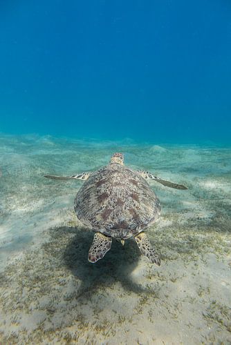 Swimming sea turtle, Egypt