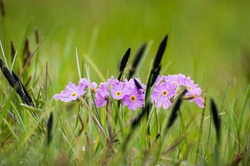 Paarse bloemen tussen het groene gras in de Zwitserse bergen van Michel Geluk