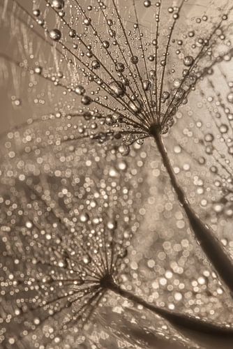 Natural umbrellas with drops in beige - taupe by Marjolijn van den Berg