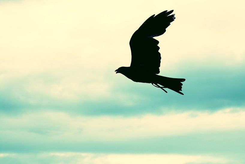 vogel in de blauwe lucht, bird, sky, blue,blauw par Thamara Janssen