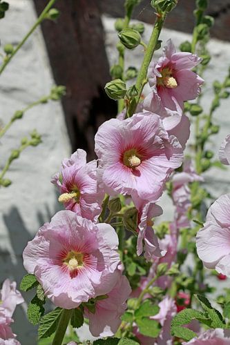 Blühende rosa Stockmalven vor einer Weissen Mauer mit Fachwerk, Deutschland, Europa