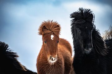 IJslandse paarden in de winter. van Ron van der Stappen