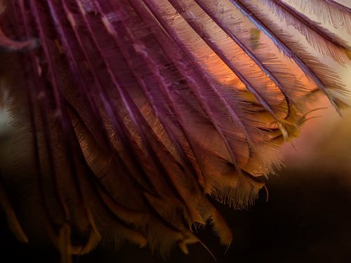 Die Pracht der Sabella pavonina von Enak Cortebeeck