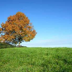 Linde in de herfst van Lars Tuchel