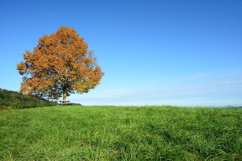 Linde in de herfst van Lars Tuchel