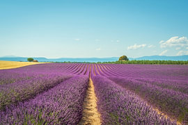 Champs de lavande en fleurs, Plateau de Valensole, Provence, France sur Stefano Orazzini