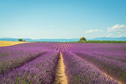 Champs de lavande en fleurs, Plateau de Valensole, Provence, France