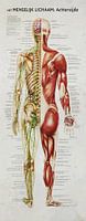 Human body back