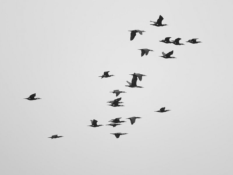 A Flock of Cormorants van Jörg Hausmann