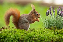 Ecureuil, écureuil roux. Sciurus vulgaris