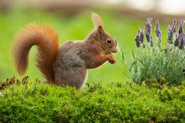 Eekhoorn, Rode Eekhoorn. Sciurus vulgaris van Gert Hilbink