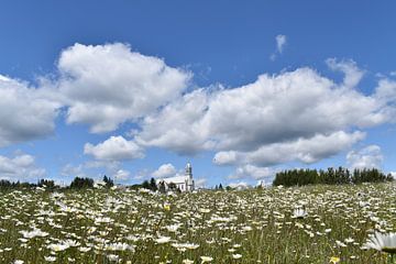 A field in bloom under a blue sky by Claude Laprise