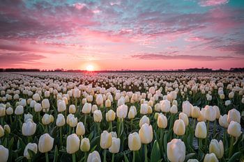 Sonnenaufgang über den Tulpen in Goeree Overflakkee
