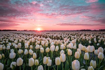 Sonnenaufgang über den Tulpen in Goeree Overflakkee