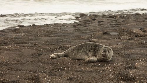 zeehond bij westkapelle