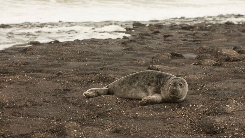 seal at west chapel by anne droogsma