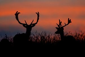 Damherten tijdens zonsondergang van AGAMI Photo Agency