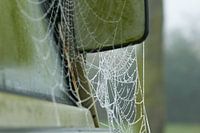 Frozen web