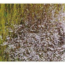 Frühling im Donautal von Leopold Brix