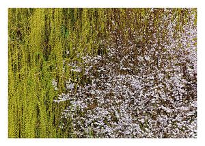 Lente in de Donauvallei