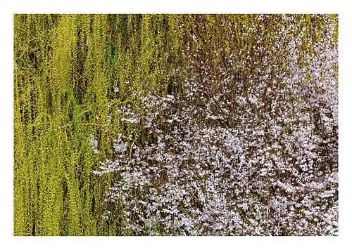 Le printemps dans la vallée du Danube