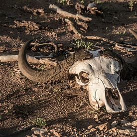 Buffel schedel | buffalo skull by Melanie Bruin