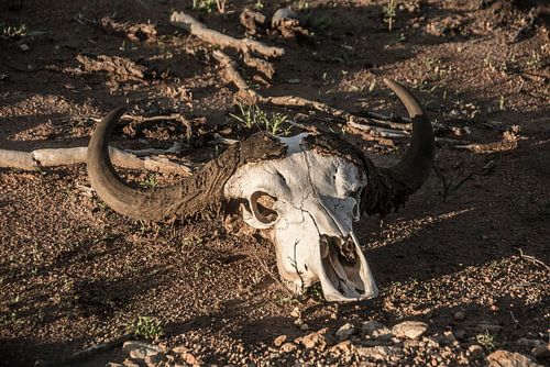 Buffel schedel | buffalo skull
