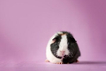 Zwart/witte cavia voor lila achtergrond