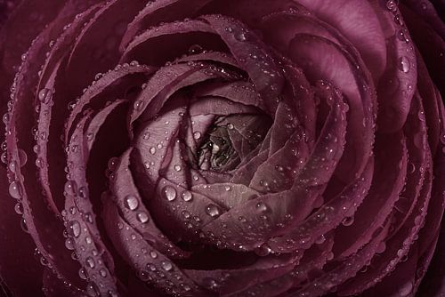 Een oudroze Ranonkel met waterdruppeltjes gaat langzaam open