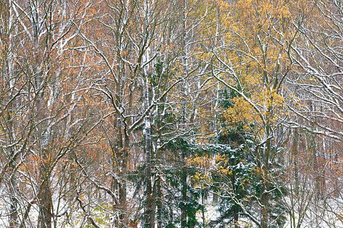 Wald im Erzgebirge im Winter