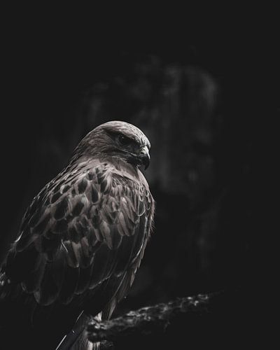 Le regard d'un aigle