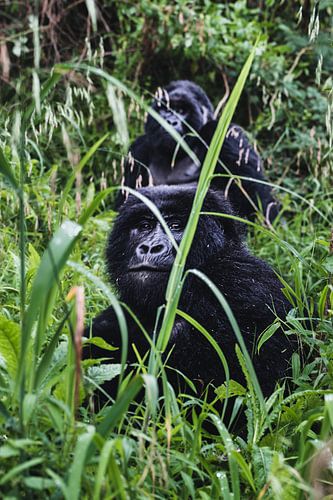 Le regard d'un gorille - Respect et émerveillement à Mgahinga