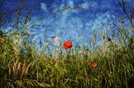 Papaverbloesem in het veld van Claudia Evans thumbnail