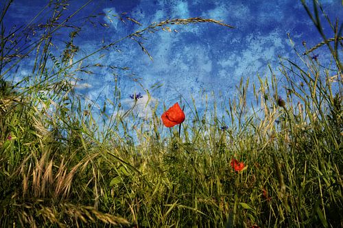 Mohnblüte im Feld