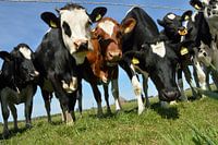 Curious cows on the beautiful island of Texel, the Netherlands