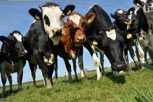 Neugierige Kühe auf der schönen Insel Texel, Niederlande