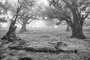 Oude bomen in zwart-wit von Michel van Kooten