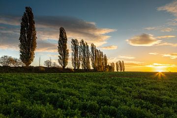 spectaculaire zonsopkomst bij de Toscaanse populieren in Eys in Zuid Limburg van Kim Willems