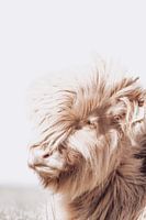 Scottish Highlander dreaming in the sun | Netherlands