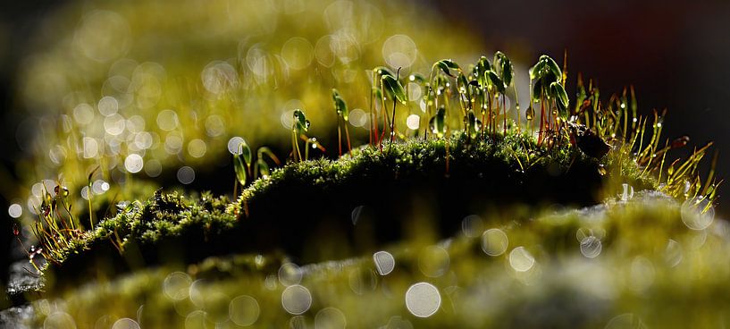 Mosses in backlight by appie bonis
