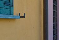 kleurige muur met raamluiken in Italië, Morimodo van arjan doornbos thumbnail