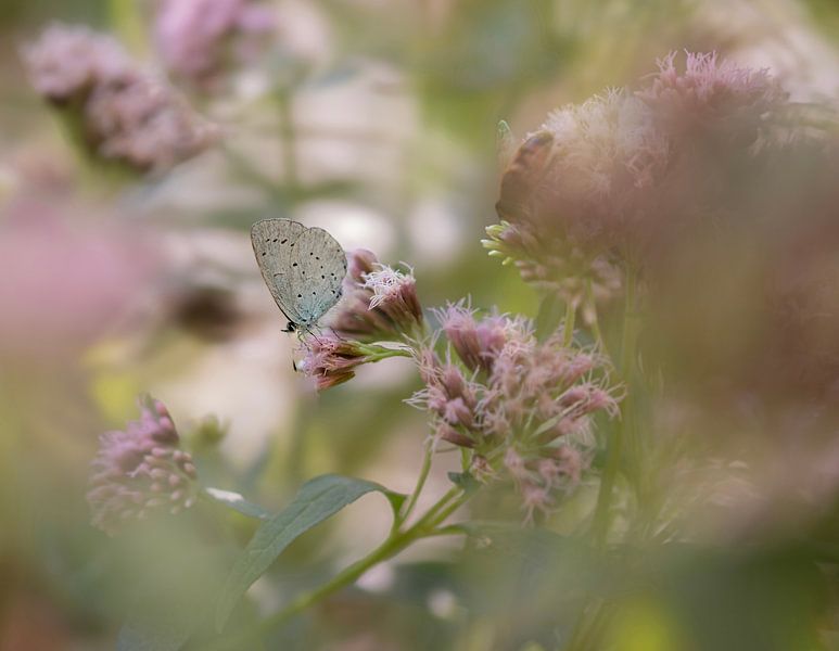Papillon b(l)ij par Suusies Kiekjes